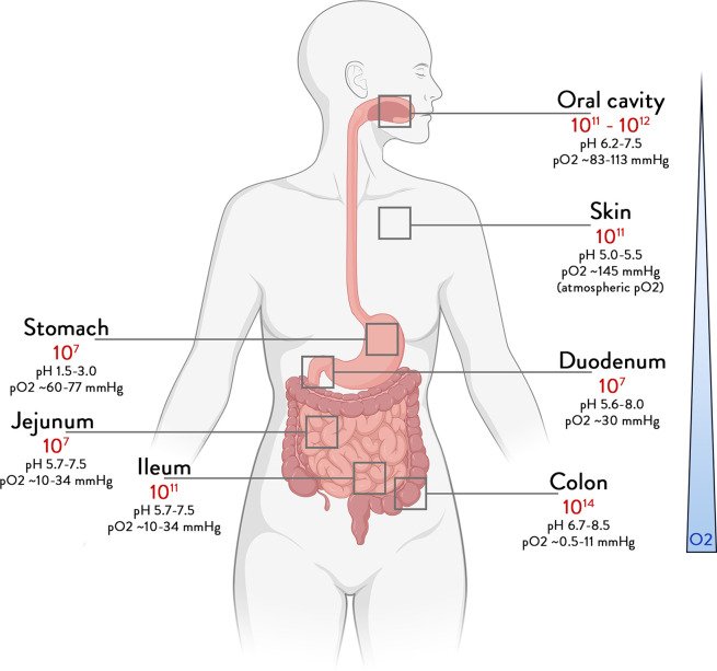 Microbiome of the human gut