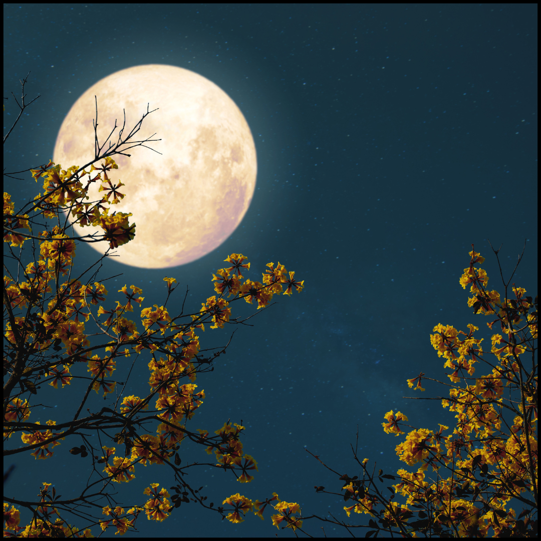 Sharad Poornima Wishes