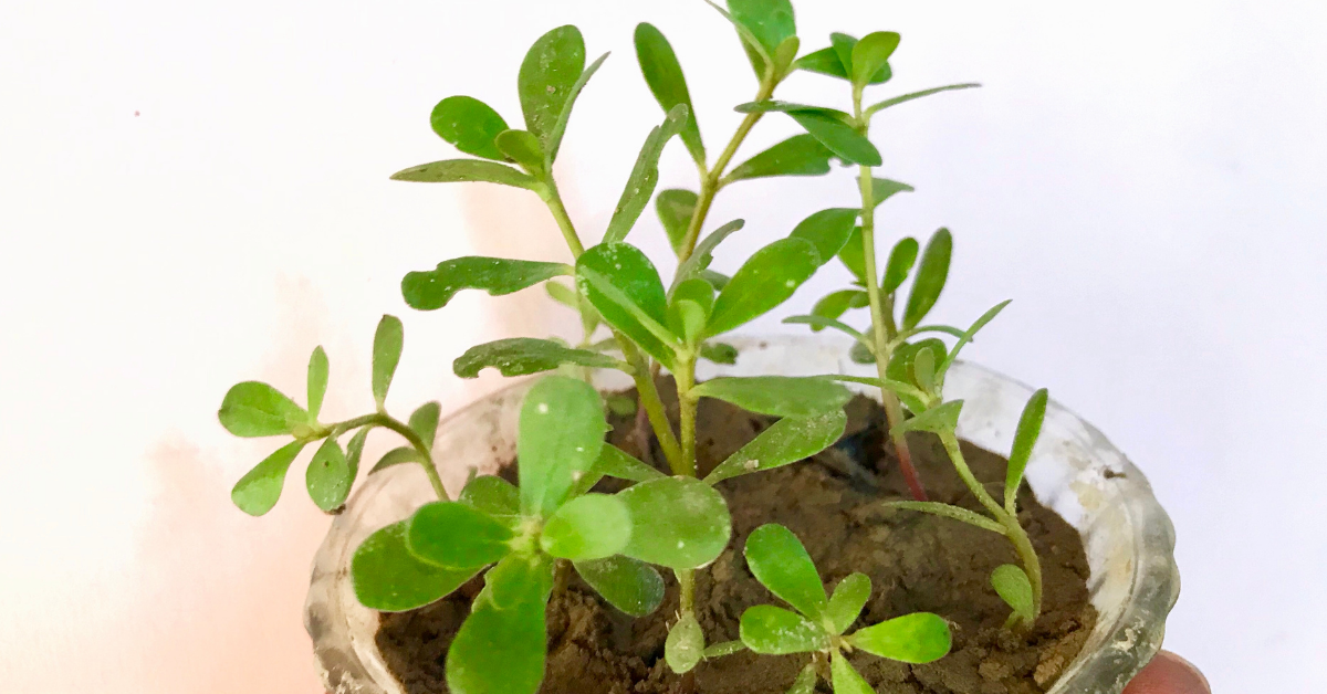 ayurvedic herbs brahmi