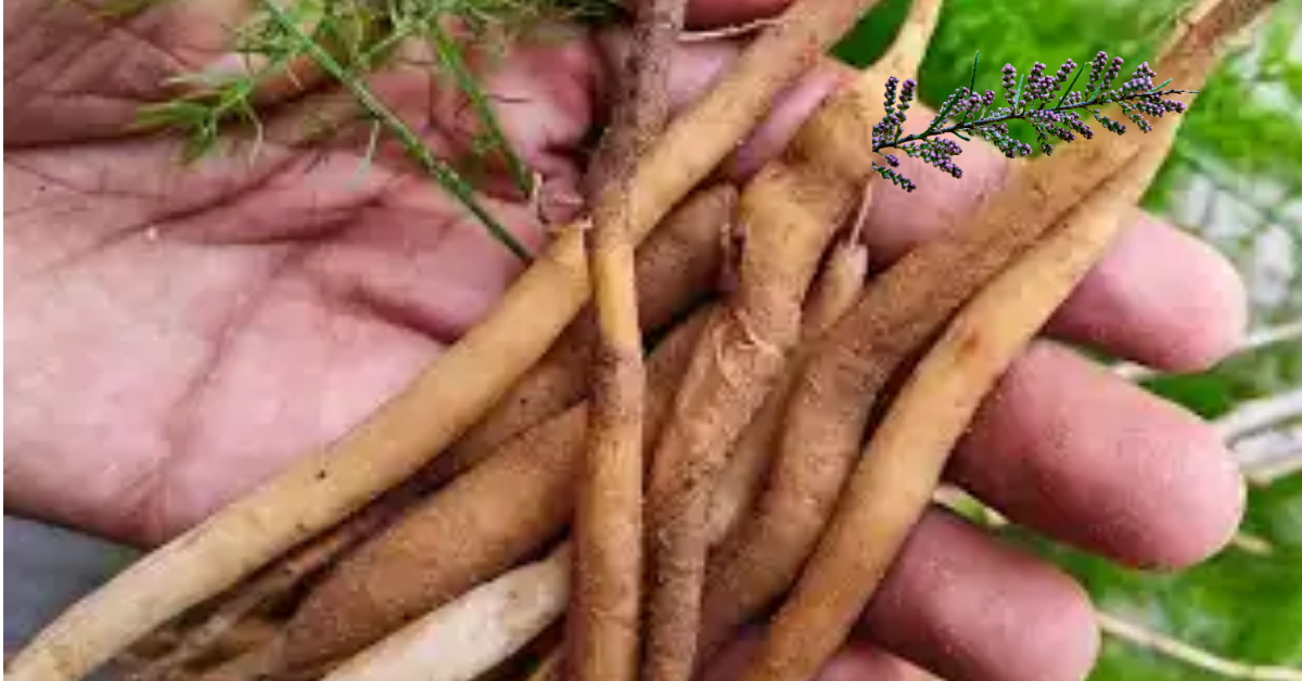 ayurvedic herbs shatavari