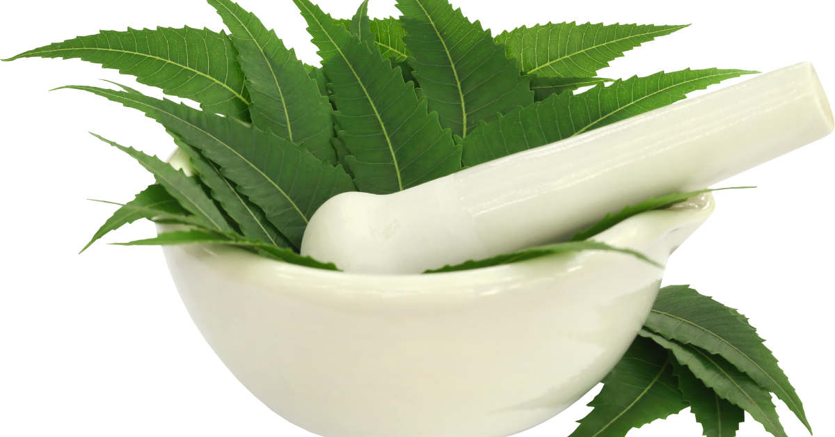 ayurvedic herbs neem