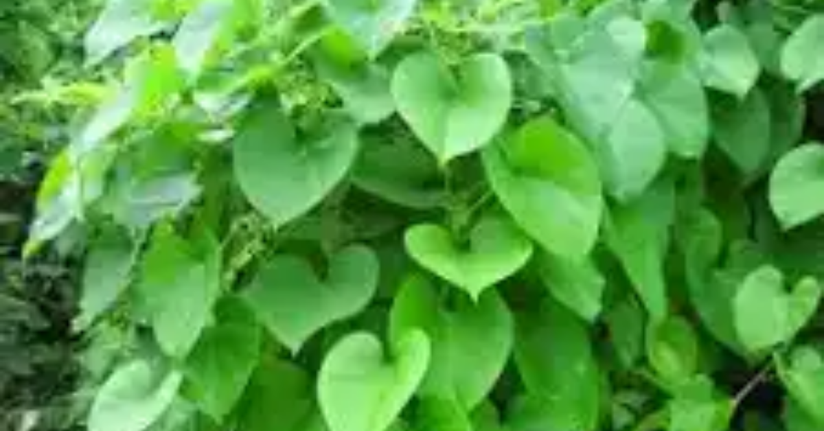 ayurvedic herbs giloy