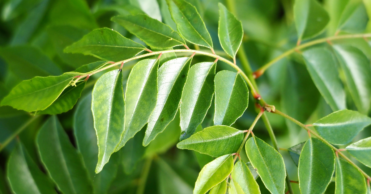 Benefits of Curry Leaf Powder